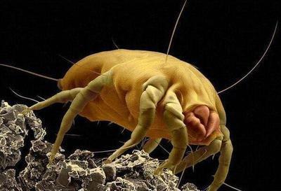 面部除螨蟲的方法以及房間除螨的方法