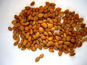 桃仁的作用有哪些用量應該是多少