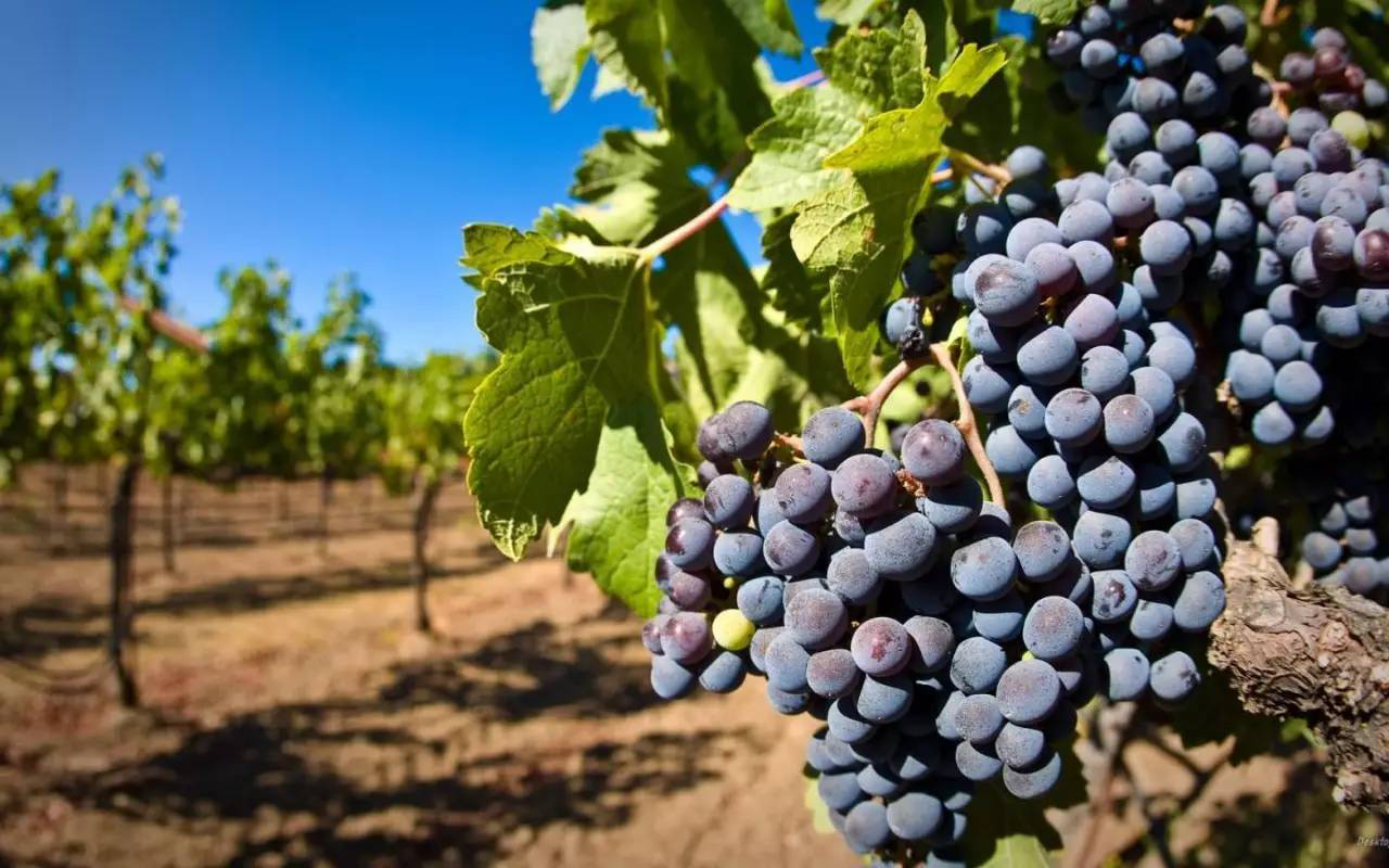 葡萄是否可以和蝦一起食用后果是什么