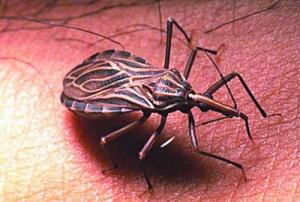 人體皮膚經(jīng)常出現(xiàn)的寄生蟲種類有哪些