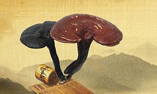 靈芝與哪種中藥搭配治療效果最好-易網(wǎng)健康<a href=http://m.henggaotouzi.com/jkys/ target=_blank class=infotextkey>養(yǎng)生</a>網(wǎng) 靈芝與哪種中藥搭配治療效果最好