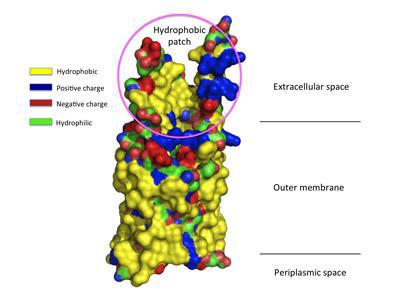 正常人體內的血清蛋白含量值是多少