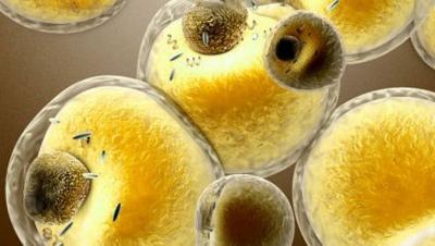 脂肪的具體燃燒過程是什么樣子的