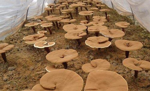 靈芝怎么煮藥效更好靈芝的使用方法-易網(wǎng)健康<a href=http://m.henggaotouzi.com/jkys/ target=_blank class=infotextkey>養(yǎng)生</a>網(wǎng) 靈芝怎么煮藥效更好靈芝的使用方法