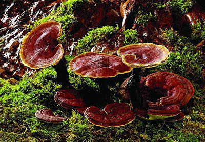 靈芝的用法以及靈芝入藥時的用量