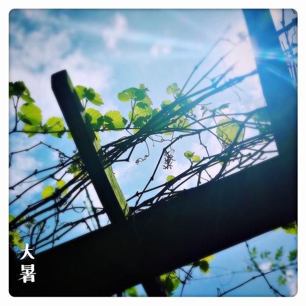 大暑：荔枝蜜糖飲，端居一院中