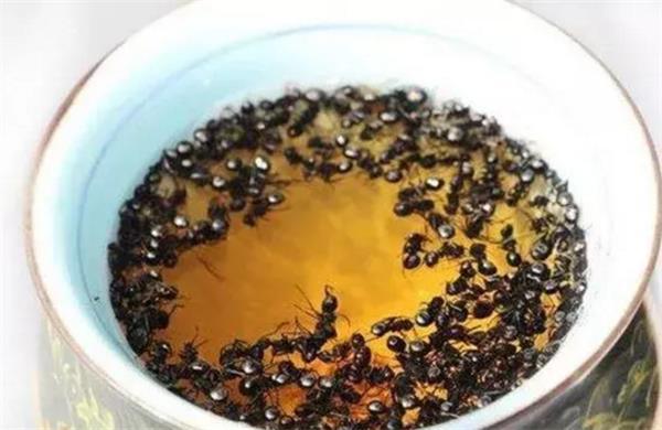 黑螞蟻泡酒的方法以及存在的注意事項(xiàng)-易網(wǎng)健康<a href=http://m.henggaotouzi.com/jkys/ target=_blank class=infotextkey>養(yǎng)生</a>網(wǎng) 黑螞蟻泡酒的方法以及存在的注意事項(xiàng)