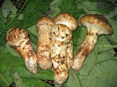 松茸的營養功效以及松茸的吃法大全