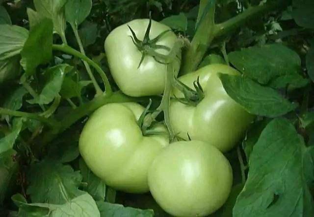 生吃番茄會中毒？搞清楚“生”的意思后再下定論