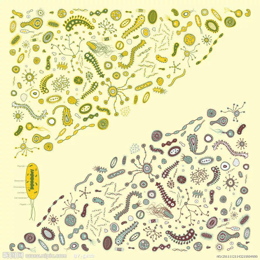 常喝益生菌有利于女性健康