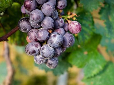 葡萄皮和葡萄籽中的花青素抗衰老效果