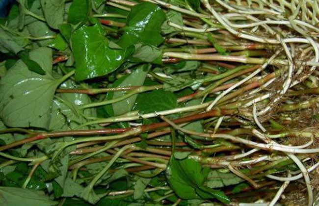 魚腥草的功效以及魚腥草食用方法