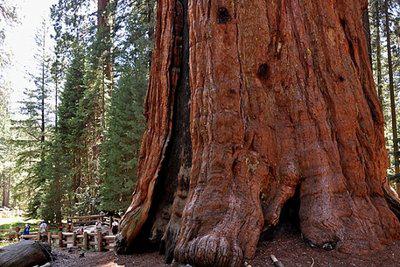 紅杉樹的功效以及紅杉樹的藥用價值