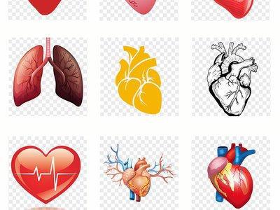 經常在早上五點起床內臟器官會不會受影響
