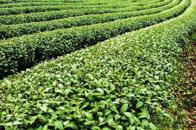 哪些茶葉對于肝臟的養肝護肝效果最好-易網<a href=http://m.henggaotouzi.com/ target=_blank class=infotextkey>健康養生</a>網 哪些茶葉對于肝臟的養肝護肝效果最好