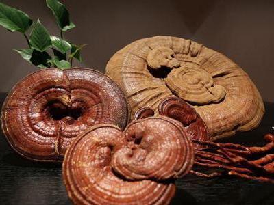 野生的靈芝用來泡酒喝有哪些功效