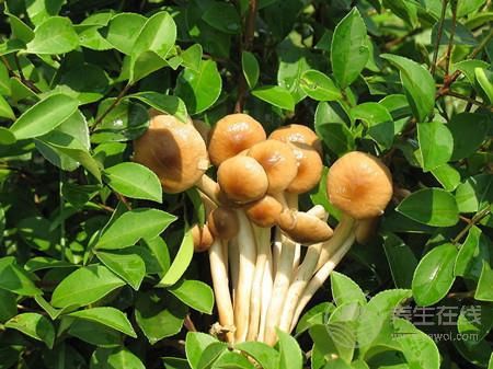 茶樹菇排骨湯的做法 茶樹菇的營養(yǎng)價值-易網健康養(yǎng)生網 茶樹菇排骨湯的做法 茶樹菇的營養(yǎng)價值