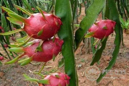 火龍果有什么好處?食用火龍果作用是什么?