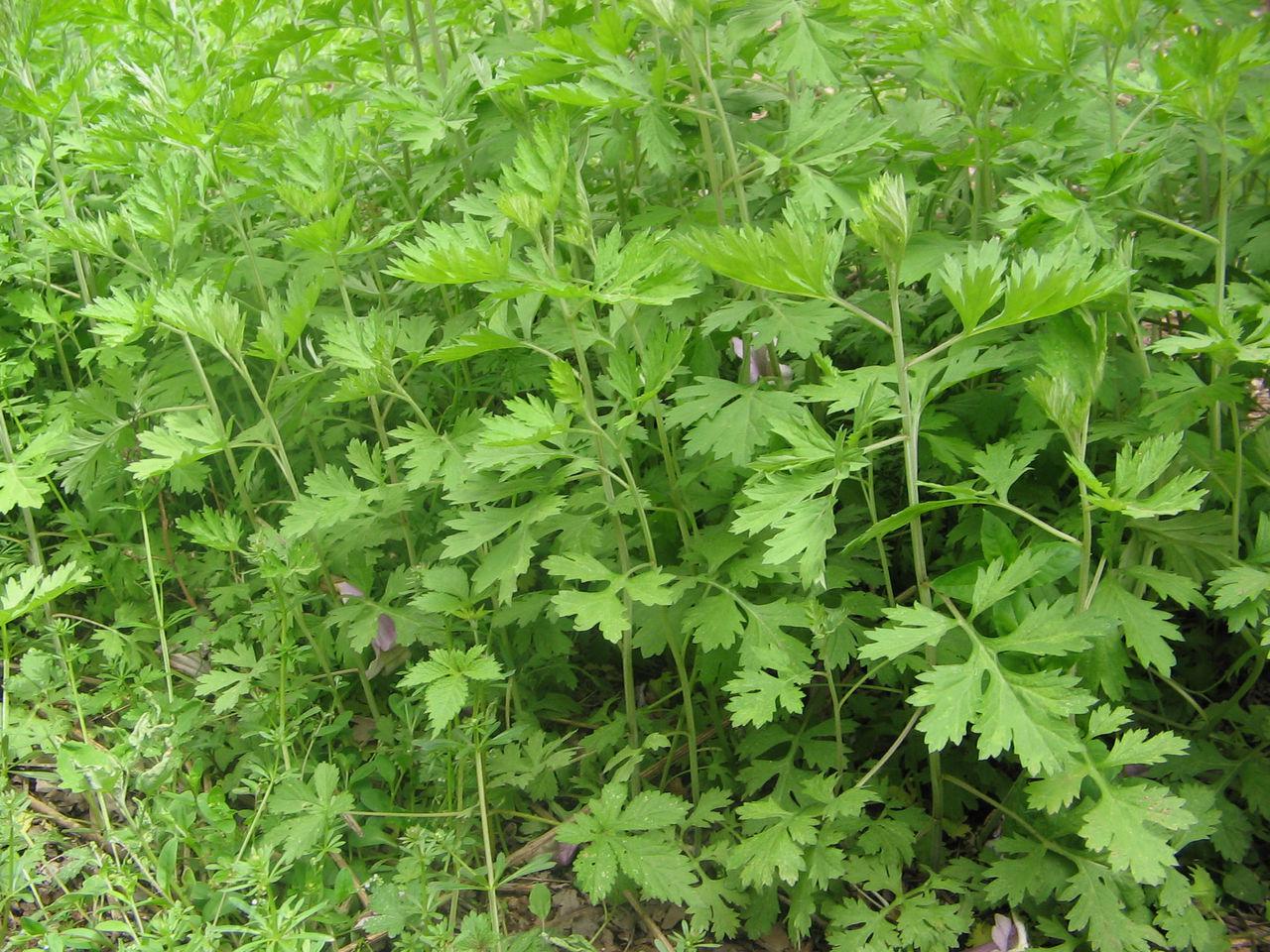 艾葉做為常見的中藥可以用來治什么病