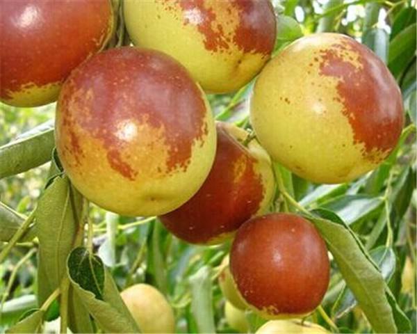 冬棗不可以和哪些常見食物一起食用