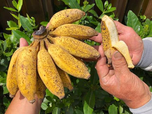 香蕉和芭蕉是同一種食物嗎？便秘吃哪種？