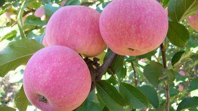 多吃蘋(píng)果能不能起到排結(jié)石的效果