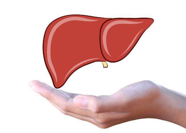 這四種食物平時多吃飲食養肝不再難