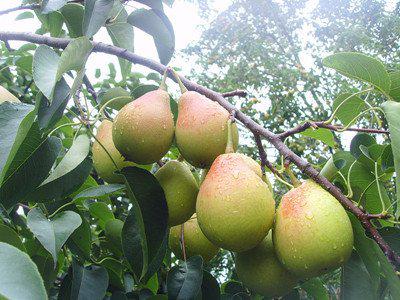 鐵梨寨果是什么鐵梨寨果的藥用功效