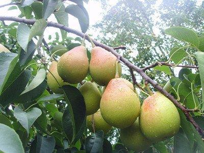 鐵梨寨果是什么鐵梨寨果的藥用功效