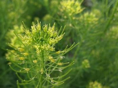 米米蒿的營(yíng)養(yǎng)以及米米蒿的藥用價(jià)值