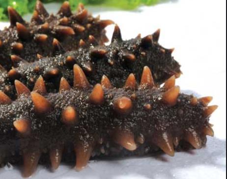 有風濕傷風的人群能不能吃海參