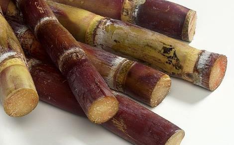 變紅發霉的甘蔗放久了還能吃嗎-易網健康<a href=http://m.henggaotouzi.com/jkys/ target=_blank class=infotextkey>養生</a>網 變紅發霉的甘蔗放久了還能吃嗎