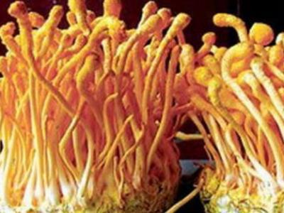 中藥蛹蟲草能醫治什么疾病