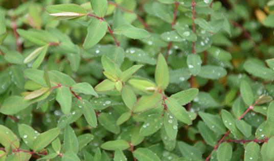 燙火鍋什么身體狀況不推薦吃螞蟻菜