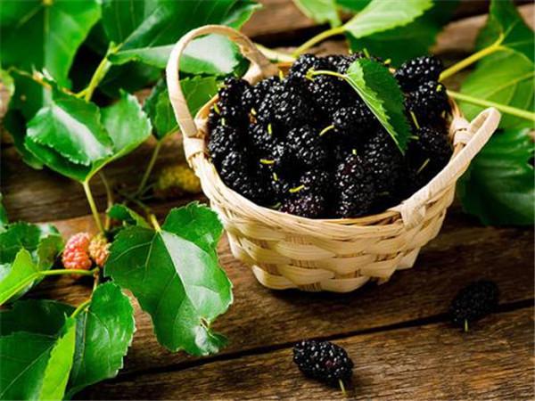 養(yǎng)腎的食物有什么