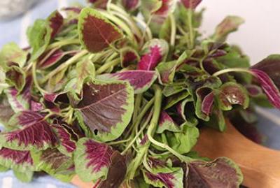 營(yíng)養(yǎng)成分與美味可口紅莧菜飲食搭配相沖解釋