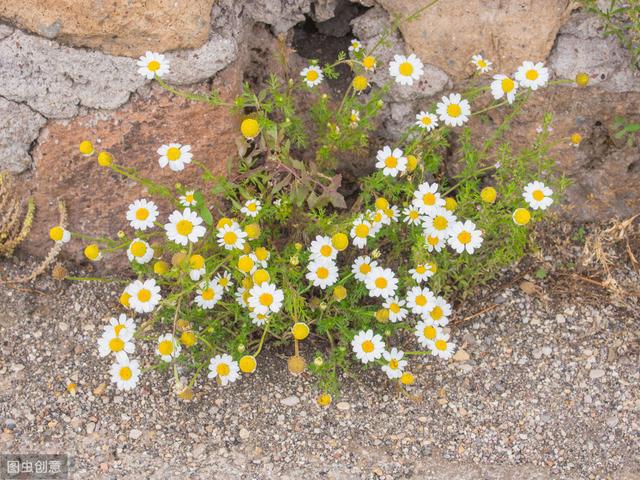 老醫(yī)生講：“吃三菜、飲二茶”，健康保健又健康養(yǎng)生