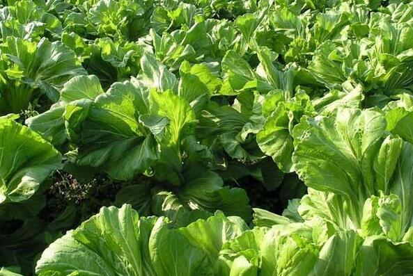 天然的芥菜的功效和作用