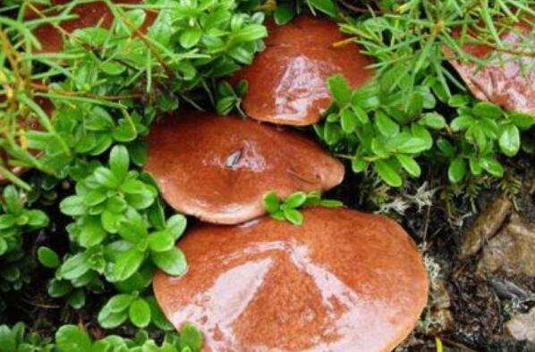 紅乳牛肝菌的作用與功效