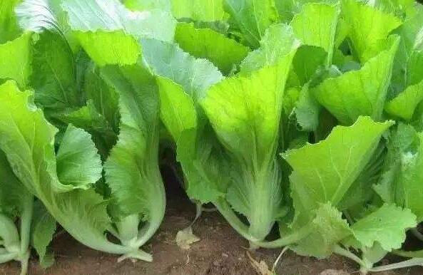 天然的芥菜的功效和作用