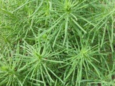 黃須菜的功效與忌諱 黃須菜什么樣的人不能吃