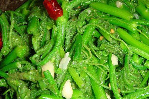 冬瓜須菜的作用與功效