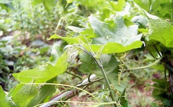 冬瓜須水的作用與功效