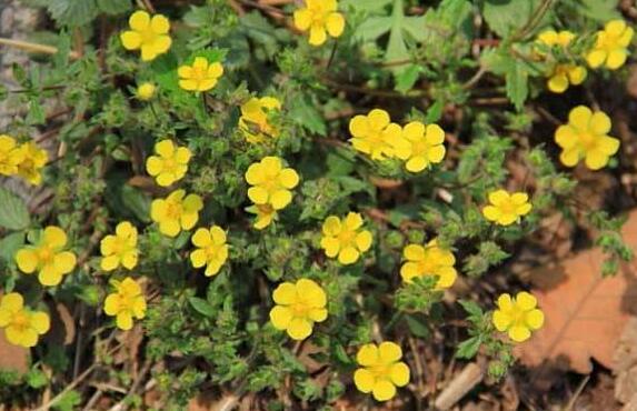 委陵菜的作用與功效 委陵菜的不良反應