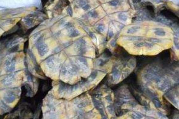 龜甲的作用與功效及吃法