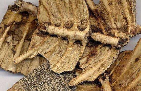 龜甲的作用與功效及吃法