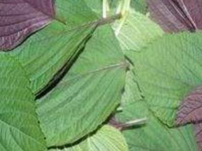 白蘇葉和紫蘇葉的區別