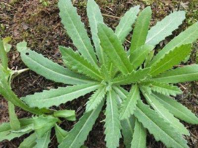 刺兒菜的作用與功效 吃刺兒菜的益處