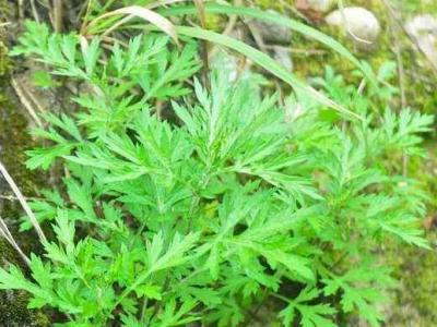 窮菜的作用與功效 窮菜的吃法