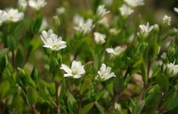 薺菜花的作用與功效 薺菜花的不良反應